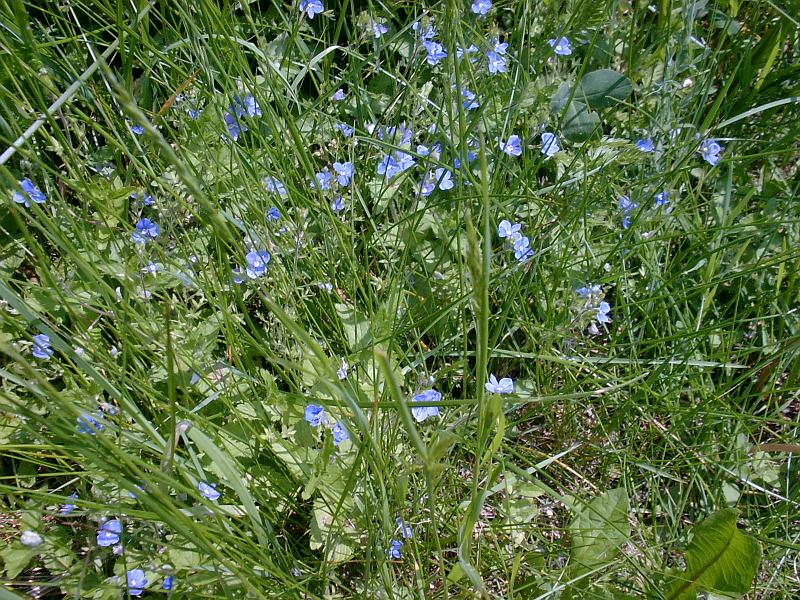 Flora 23.jpg
